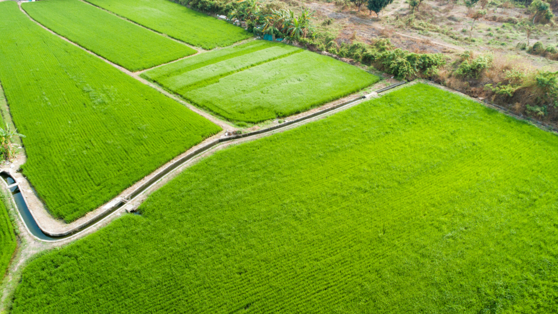 Vantage | coconut farm land for sale in coimbatore